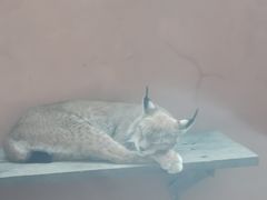 -青藏高原野生动物园