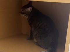 -瑞派康怡24h宠物医院·犬猫医疗中心·微创绝育(瑞景分院)