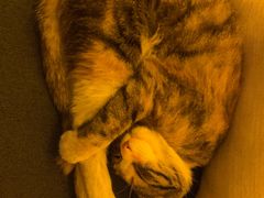 -Sirena海妖日咖夜酒