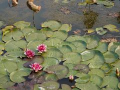 -天津东丽湖风景区