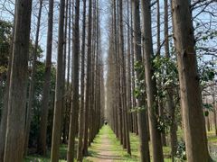 -上海长兴岛郊野公园