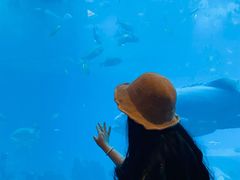 -涛·海底餐厅·美人鱼·自助餐·海底隧道(三亚海棠湾洲际度假酒店)