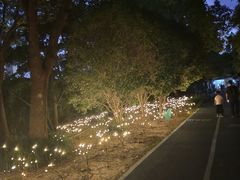 -南翔镇银翔湖公园