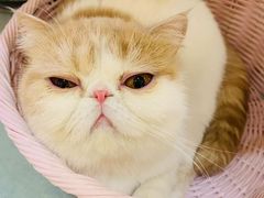 -滚猫咖啡·猫咖·猫友好撸猫(未来城店)