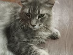 -楼上猫咖(罗湖店)