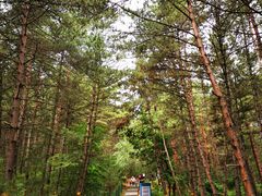 -帽儿山国家森林公园