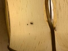 -中旅阿那亚九龙湖·公主酒店