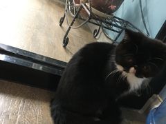 -猫咪咖啡·猫咖(万达广场店)