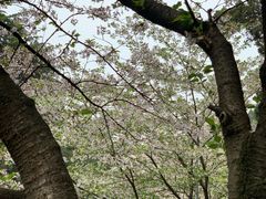-武汉大学-樱园