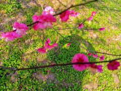 -花开海上生态园