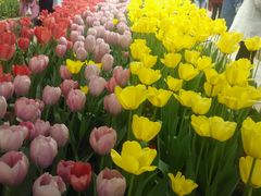 -洛阳郁金香牡丹园