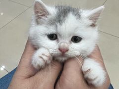 -宠福鑫动物医院(望京分院)