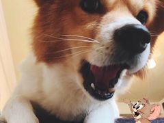 -成都民大动物医院