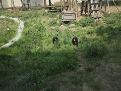 -合肥野生动物园