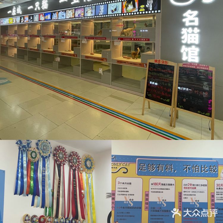 广州这里买猫最靠谱!ONLY CAT唯有猫名猫馆