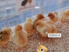 -怪兽屋·羊驼·猫咖·狗咖(俊华广场店)