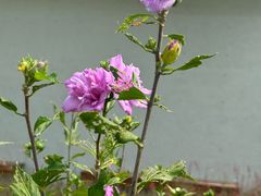 -上海植物园-4号门售票处