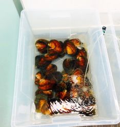 -邵老师打金·黄金加工(大望路总店)