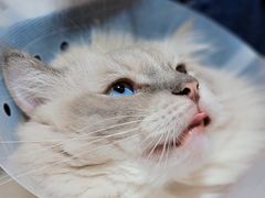 -滚猫咖啡·猫咖·猫友好撸猫(未来城店)