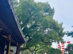 -江心屿景区