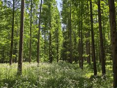 -黄海国家森林公园