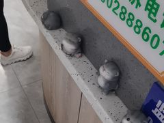 -半岛宠物医院24小时(白果林店)