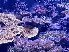 -西雅图水族馆