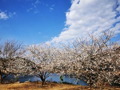 -广州市流溪河国家森林公园