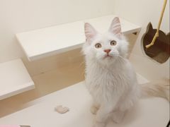 -麒麟缅因猫舍·十五年缅因猫选购中心