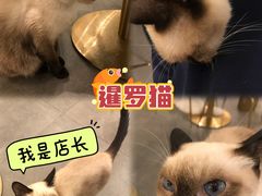 -飞行喵MR PILOT|猫舍·猫咖(静安大融城店)