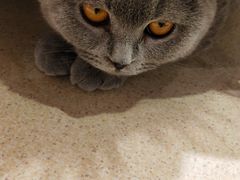 -藏猫猫咖啡主题馆(中央大道店)