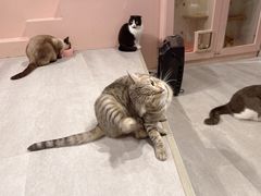 -猫儿山۰猫主题餐厅