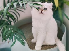 -美联众合爱康动物医院•复杂内科•肿瘤科•牙科•腔镜诊疗中心