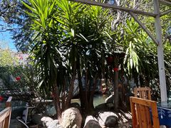 -瑞丰园庭院餐厅·白族传统家常菜