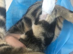 -纳吉亚猫专科动物诊疗中心(蒋宅口分院)