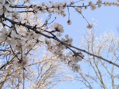 -桃花堤公园