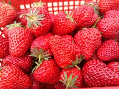 -胜丰草莓采摘园