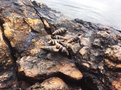 -盐洲岛