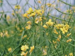 -光明小镇欢乐田园