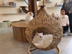 -飞行喵MR PILOT|猫舍·猫咖(静安大融城店)