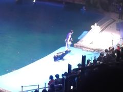 -芜湖新华联大白鲸海洋公园