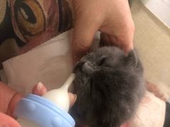 -我爱猫咪·猫咖·狗咖·安哥拉兔·羊驼咖(小寨华旗店)