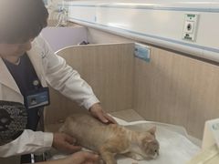 -北京观赏动物医院·24小时大型综合·猫专科·异宠专科