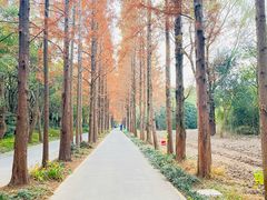 -上海滨江森林公园