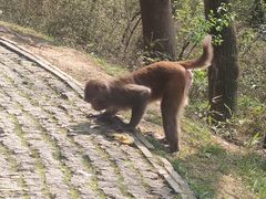 -苏州上方山国家森林公园