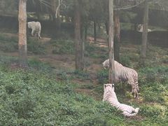 -云南野生动物园