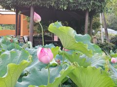 -洪湖家庭农场·团建·露营·会议