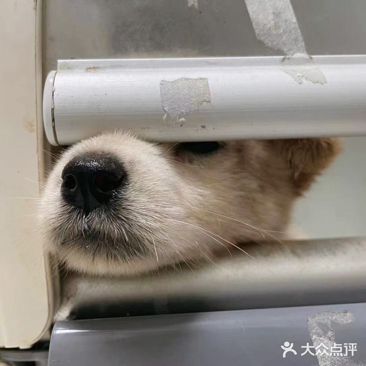 宠物盲盒幸存狗狗，等你给她一个家…