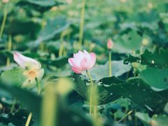-西青郊野公园