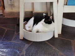 -Anne猫窝咖啡屋